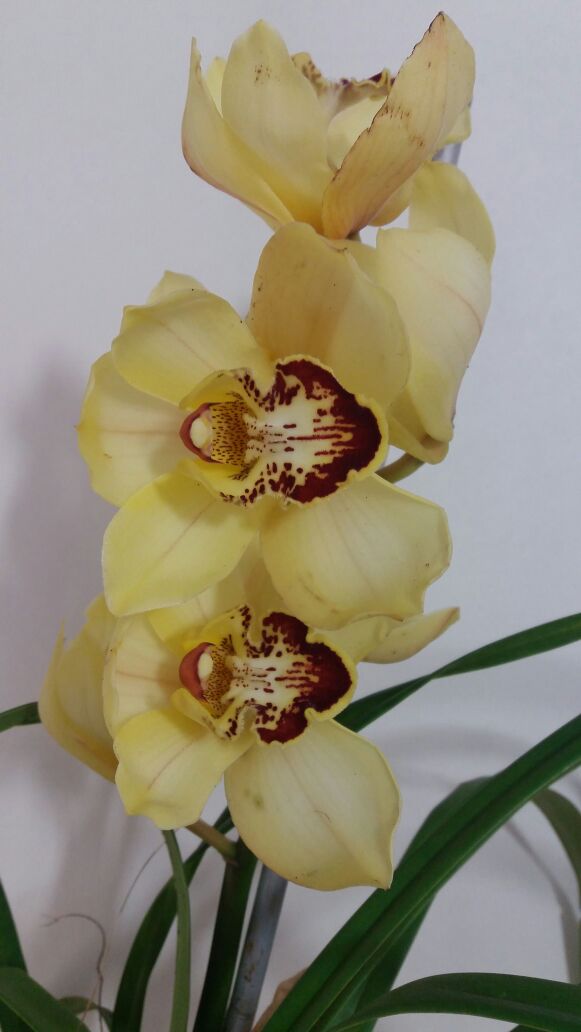 Ir para  <p>&nbsp;</p>

<p><big>Antes de iniciar o cultivo de orqu&iacute;deas, preliminarmente, deve se identificar a esp&eacute;cie correta da orqu&iacute;dea que se est&aacute; cultivando. Como &eacute;...
